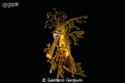 leafy frontal shot by Gaetano Gargiulo 